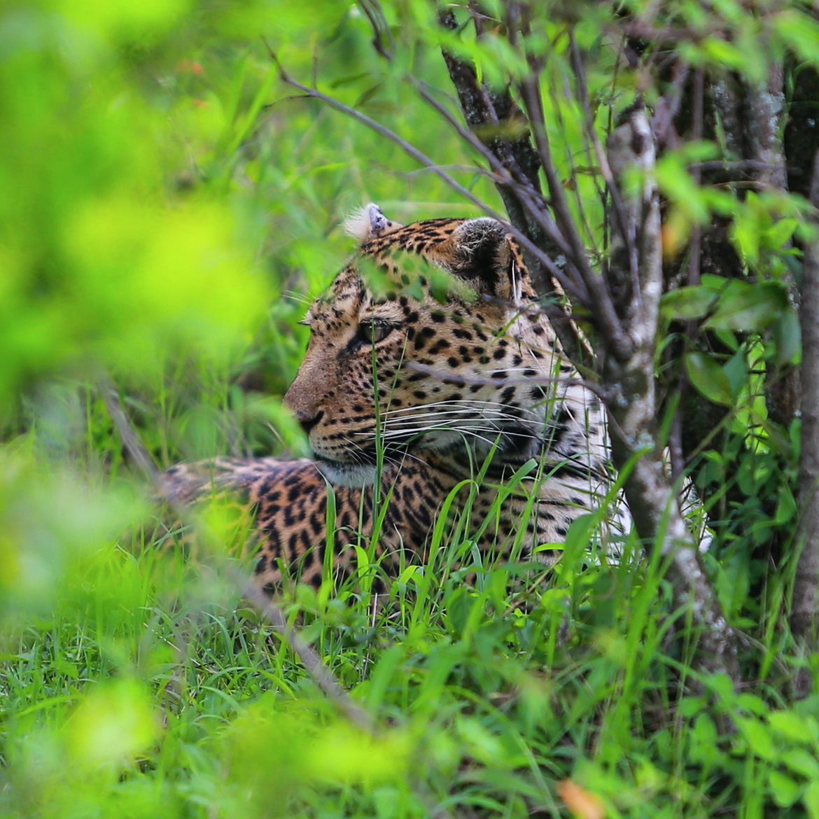 2016 Kenya Safari