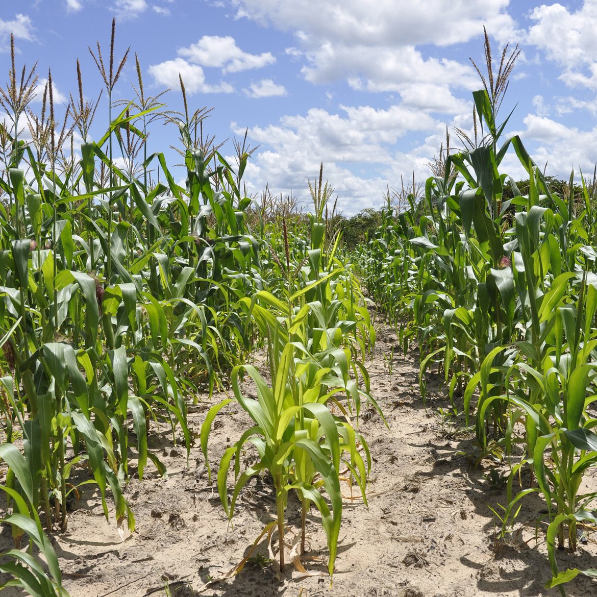 ngi-biochar-control-maize-charcoal-zambia-1